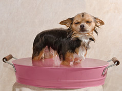 考虑一个浴常设在粉红色的浴缸的吉娃娃小狗