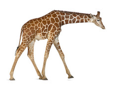 索马里长颈鹿，俗称网眼的长颈鹿、 生长图案网脉、 2 岁和半岁走白色背景
