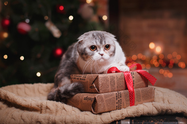 猫咪品种苏格兰折，圣诞和新年