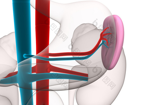 脾人体解剖学与循环系统上白色孤立