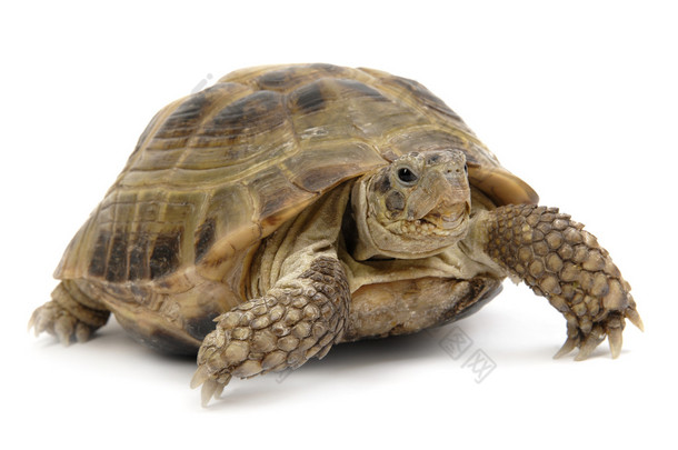 Turtle2