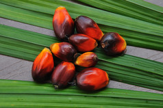 棕油果子在棕榈树树叶背景.