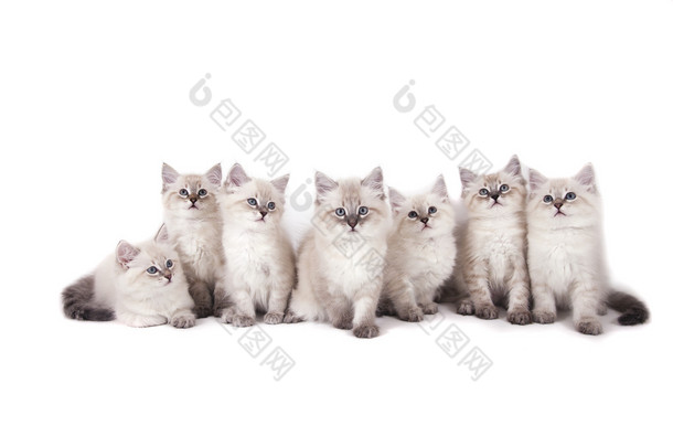 七小西伯利亚涅瓦河化装舞会只小猫在白色背景上