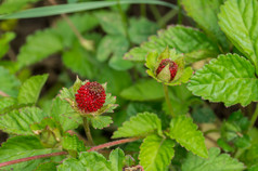 蛇莓 （籼型鹅绒委陵菜)