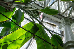 植物园落叶棕榈树枝的低角观 