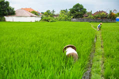 农民在稻田里工作 