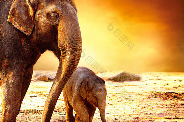 大象妈妈和宝宝户外
