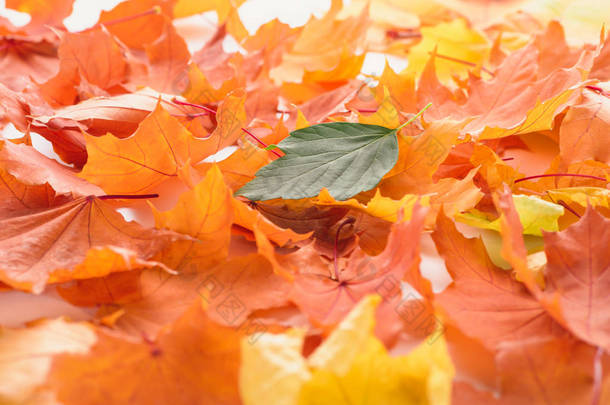 绿色叶子橙色和黄色枫叶, 秋季背景
