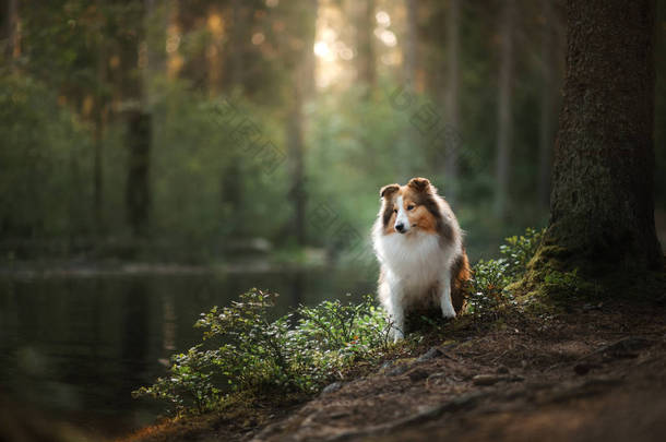 牧羊犬狗在森林里