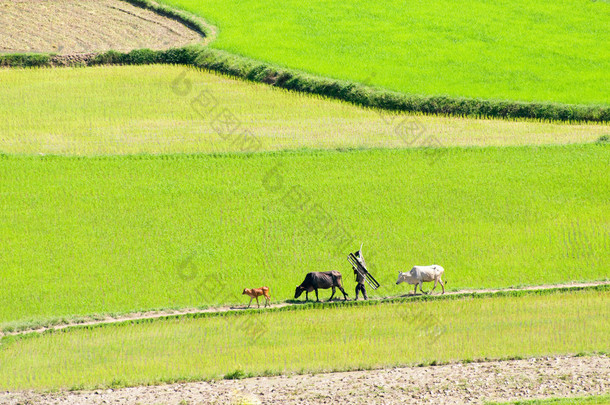 亚洲<strong>农民</strong>往往对水稻种植、 牛、 绿色、 美丽越南农村，湄公河三角洲越南稻田牛