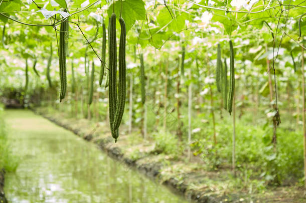 种植竹<strong>框</strong>、角丝瓜的蔬菜