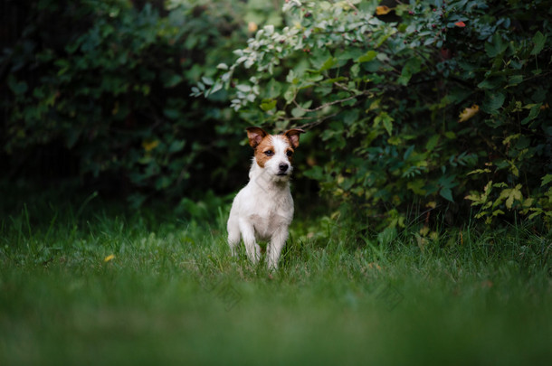 行走的狗<strong>杰克罗素梗犬</strong>