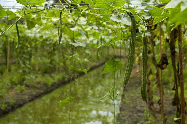 种植竹框、角丝瓜的蔬菜