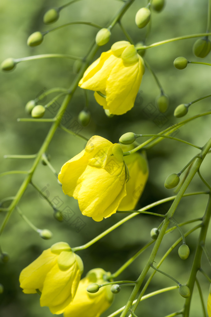 决明子花风铃花