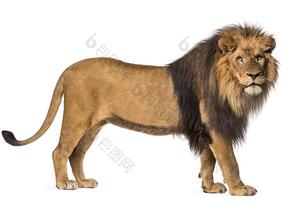 <strong>狮子</strong>站，看着摄像机，猫科乐的侧视图