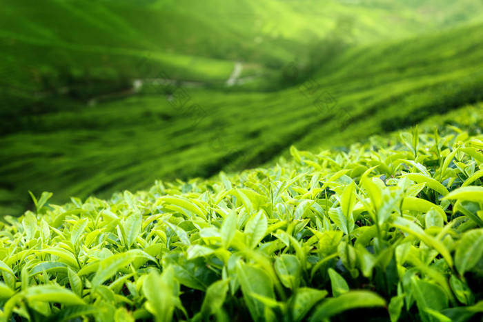 茶园金马伦高原，马来西亚 (浅景深)