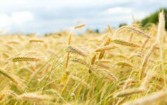 水滴的麦穗，在夏天雨后的黑麦田