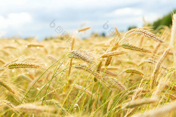 <strong>水</strong>滴的麦穗，在夏天雨后的黑麦田