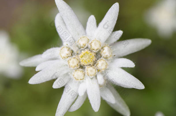 盛开的雪绒花花