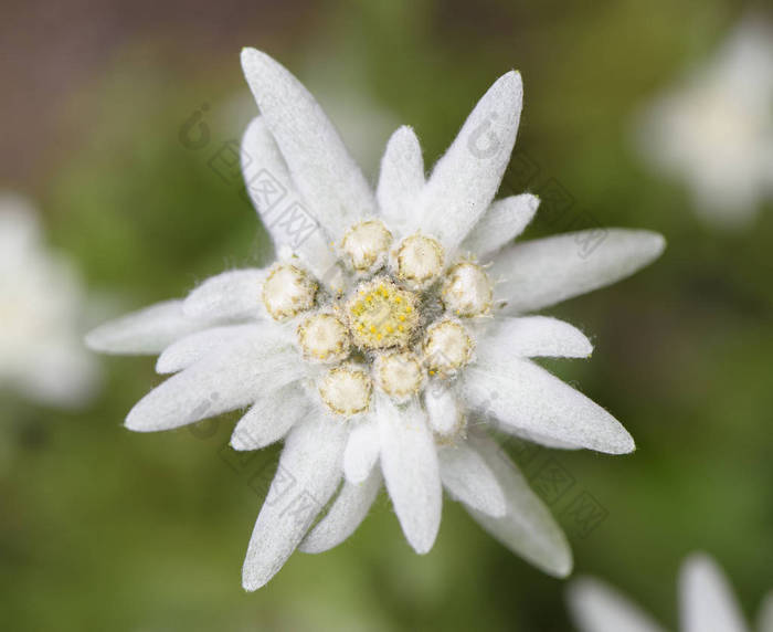 盛开的雪绒花花