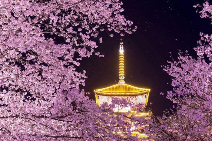 武汉樱花花园春天的风景