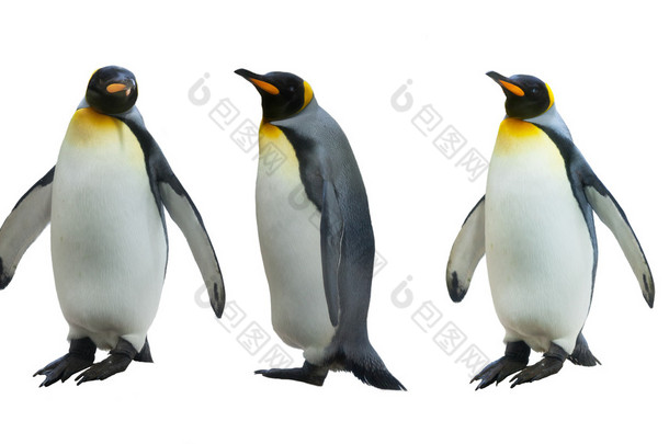 三个帝王企鹅