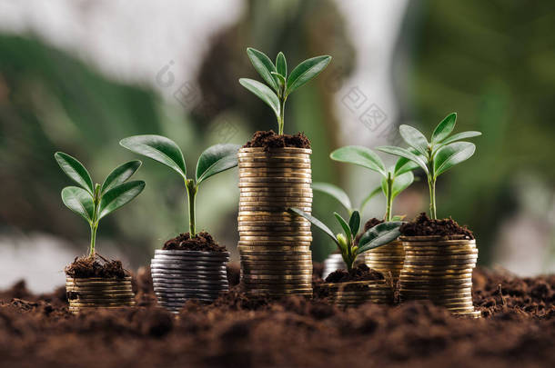 银和金币与土壤和绿叶，金融增长的概念