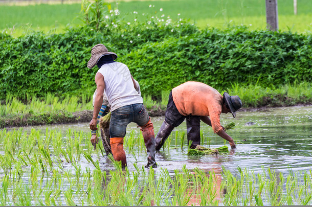 泰国农民在稻田上种植