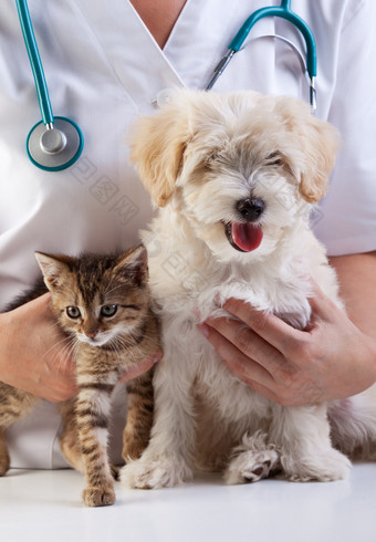 小狗和猫在兽医图片