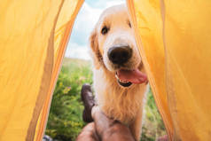 旅行者在帐篷与滑稽金黄猎犬狗的被裁剪的看法