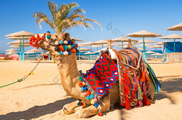 <strong>骆驼</strong>在阴影的赫尔在海滩上休息