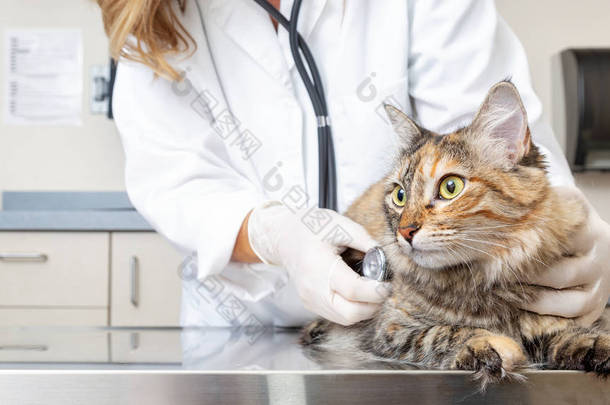 兽医抱着猫, 用听诊器检查他