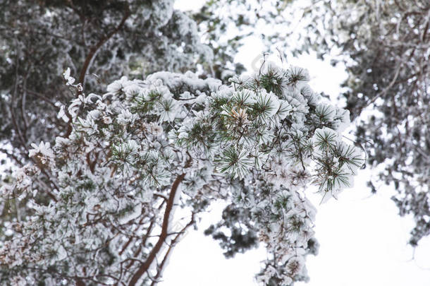 森林里覆盖着雪的树枝