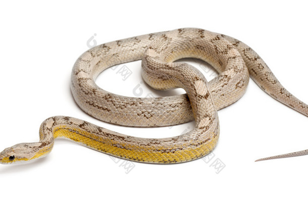 鬼 mothley 玉米蛇或红色老鼠蛇，pantherophis guttatus，在白色背景前