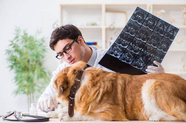 医生在兽医诊所检查金毛猎犬