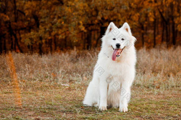 秋天公园里的萨摩亚狗肖像。犬科背景。走狗的概念。复制空间.