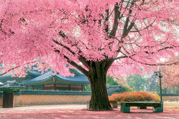 在<strong>春天</strong>，在韩国景福宫美丽粉红树.