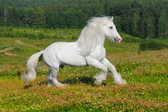 白色马跑驰骋在草原上