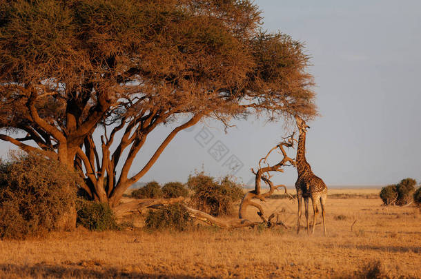 长颈鹿在沙漠领域吃树叶