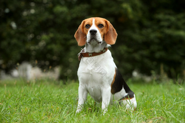 小猎犬小狗在草地上