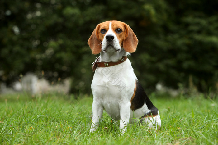 小猎犬小狗在草地上