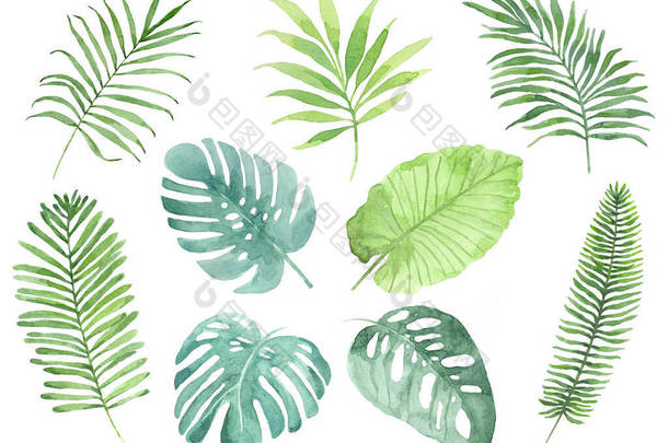 热带树叶的<strong>水彩画</strong>.为您设计的热带树叶图解.