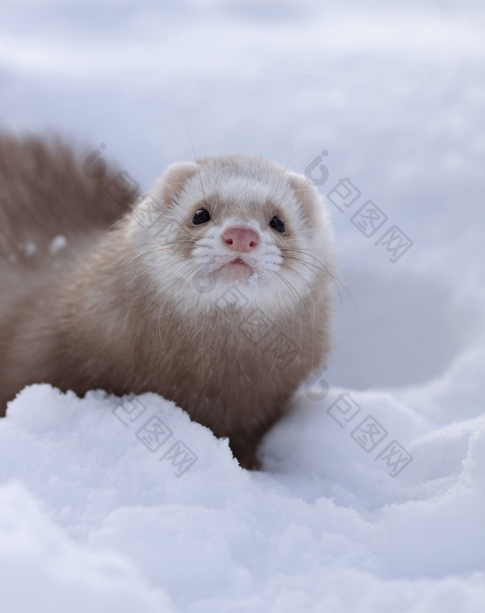 雪貂