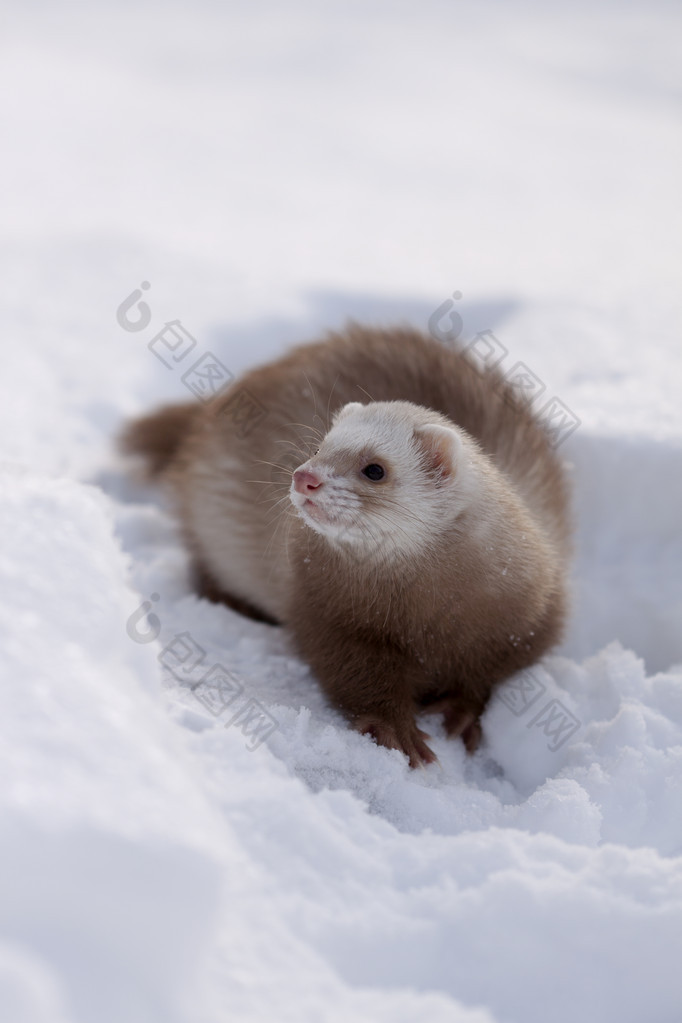 雪貂