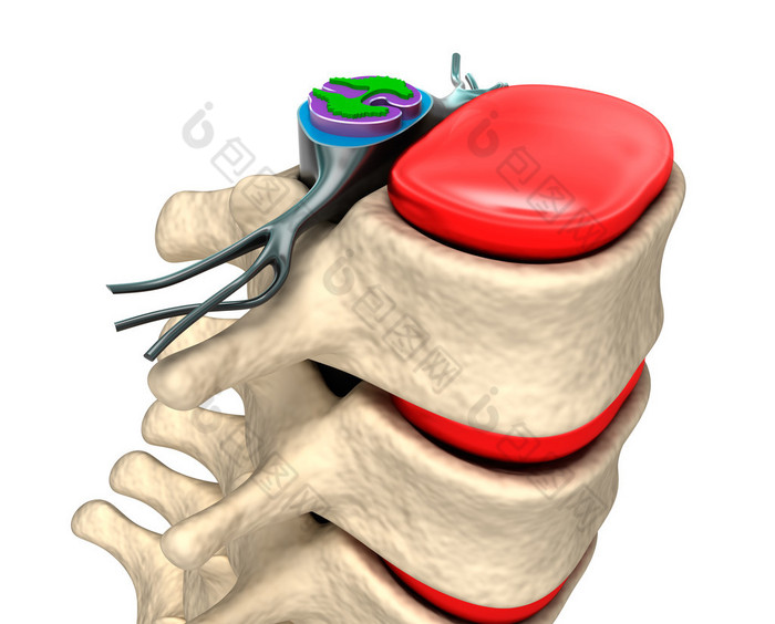 脊柱神经和光盘.