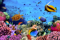 珊瑚殖民地上的礁石，埃及的照片