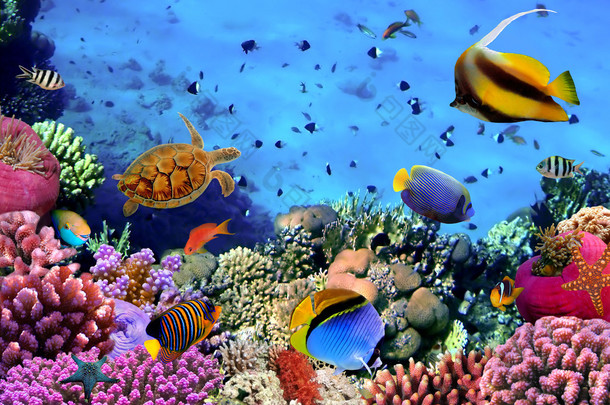 珊瑚殖民地上的礁石，埃及的<strong>照片</strong>