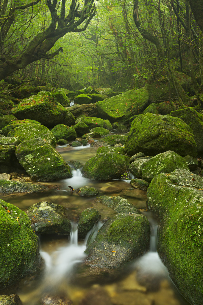 River along Shiratani Unsuikyo rainforest trail on Yakushima Isl