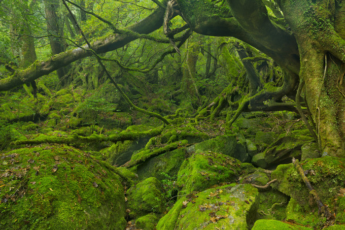 Lush rainforest along Shiratani Unsuikyo trail on Yakushima Isla