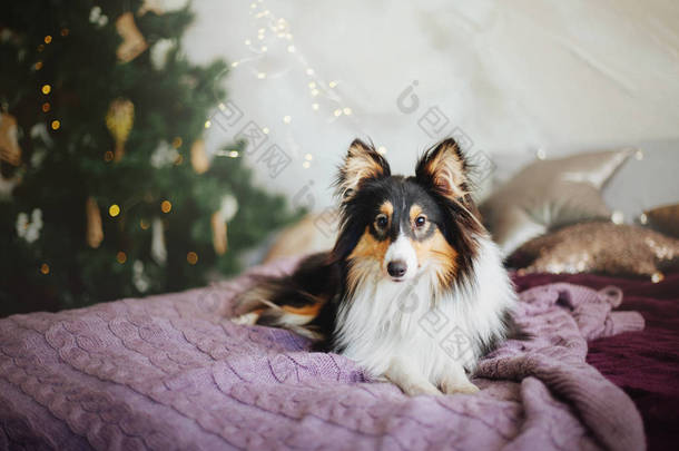 设得兰牧羊犬 (谢蒂)。狗在新年的内部。圣诞节, 节日, 花环, 格子, 圣诞树